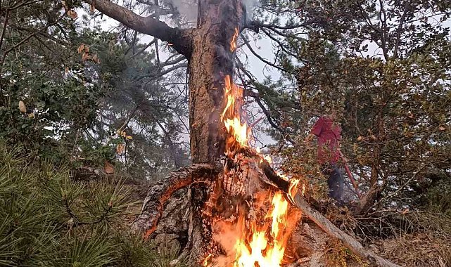Ormana yıldırım düştüğünü gördü, yangın çıkmasını engelledi