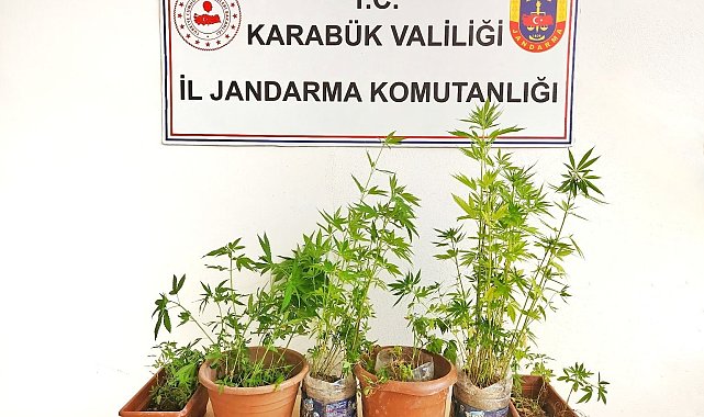 Ormanlık alanda kenevir eken şahıs tutuklandı