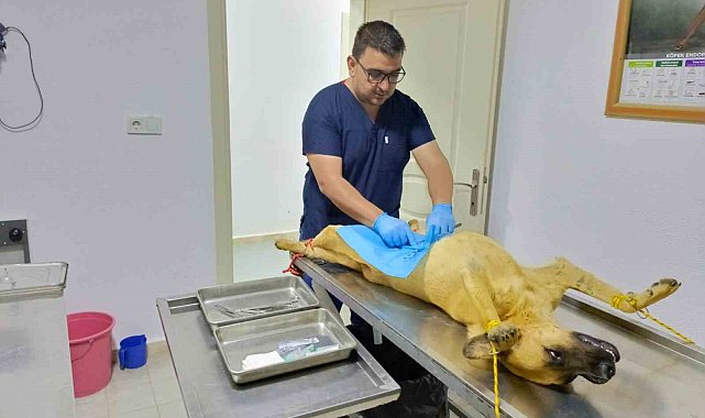 Osmaneli Belediyesi, sokak köpeklerini kısırlaştırma çalışmalarını sürdürüyor