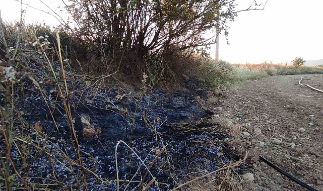 Osmaneli'de elektrik tellerine çarpan kuş yangına neden oldu