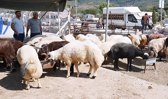 Osmaniye'de Kurban Bayramı öncesi hayvan pazarında denetim