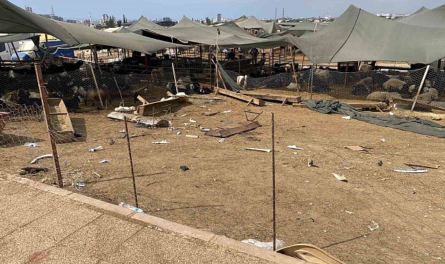 Otomobil hayvan pazarına girdi: 8 yaralı, 20 kurbanlık hayvan telef oldu