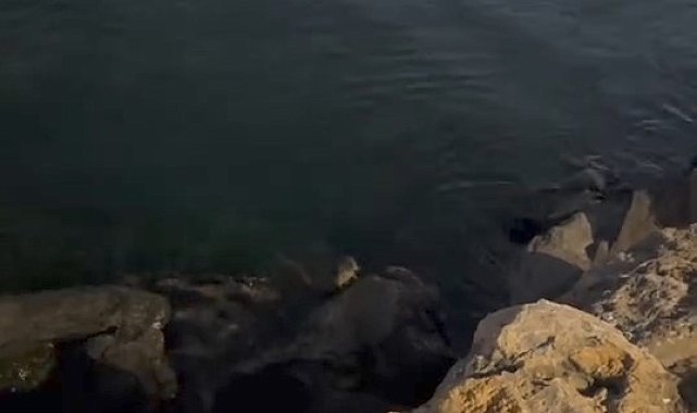 Pendik Sahili'nde su samuru görüldü