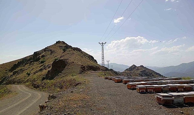 Pervari'de arıcılar yayla yoluna kavuştu