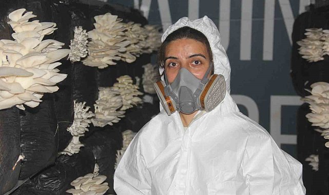 Plazaları bıraktı memleketinde mantar üretmeye başladı