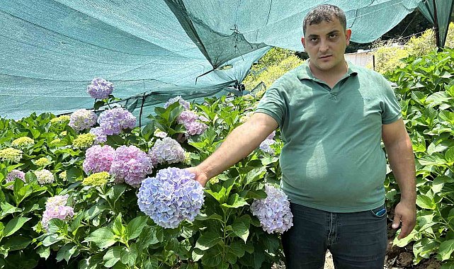 Renk cümbüşüne bürünen 5 dönümlük ortanca bahçesinde hasat vakti