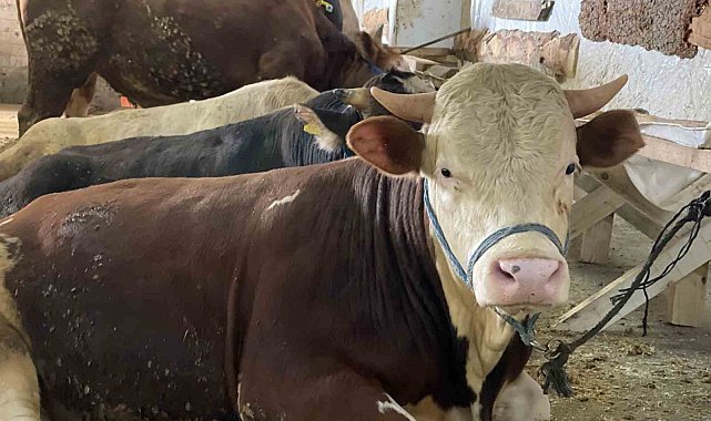 Rize'de kurbanlıklar alıcılarını bekliyor