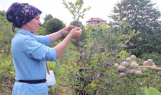 Sağlık sorunlarına çare ararken yetiştirdiği mavi yemiş geçim kaynağı oldu