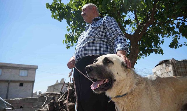 Şahinbey Belediyesi köpeklere sahip çıkıyor