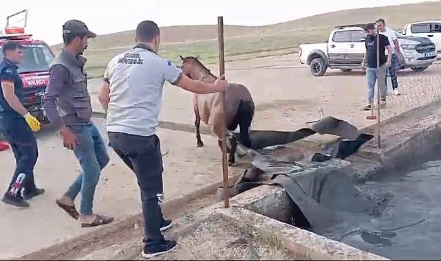 Sahipsiz at, atık petrol kuyusuna düştü