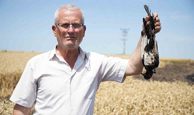 Saksağan yangın çıkardı: Köylüler seferber oldu