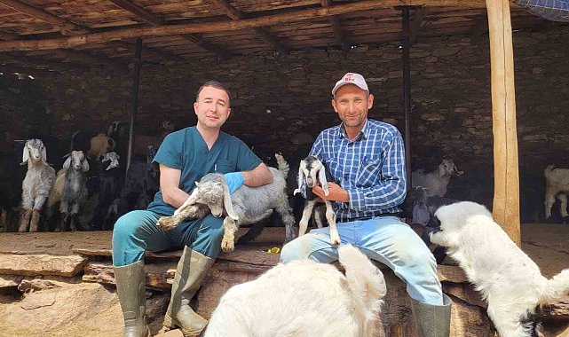 Salihli'de küçükbaş hayvanlar aşılanıyor