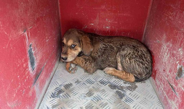 Samandağ'da çukura düşen köpek kurtarıldı