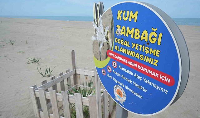 Samsun sahilinde açan kum zambağını koparan yandı: Cezası 387 bin TL