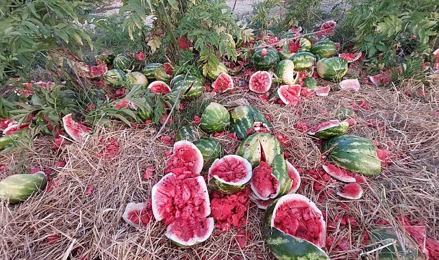 Samsun'da ırmak kenarına karpuz döken firmaya 14 bin 430 TL ceza