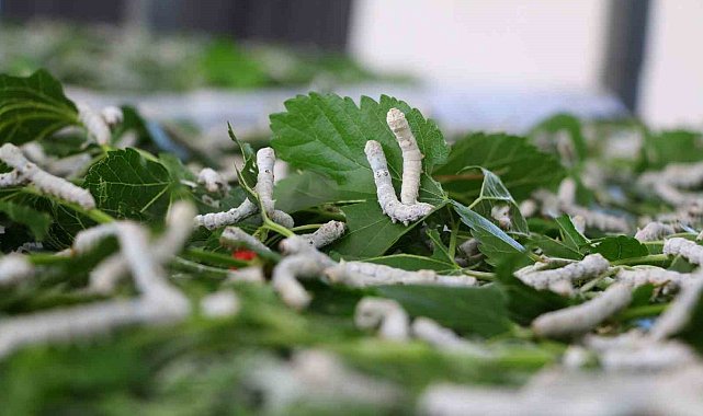 Sapadere ipek böcekleriyle yeniden canlanıyor