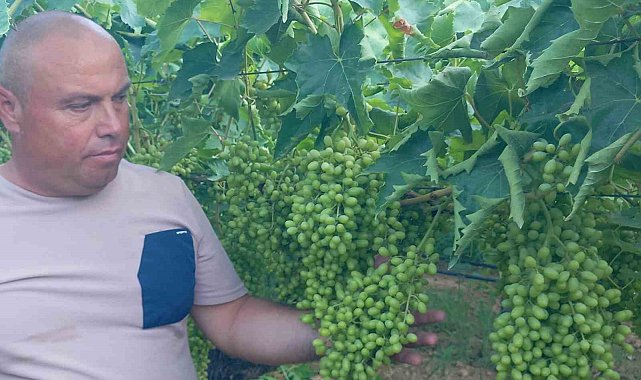 Sarıgöl'de bağlarda özenli çalışma