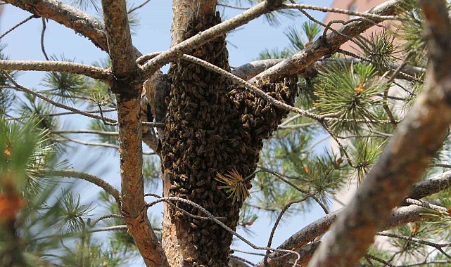 Şehrin göbeğinde oğul veren arı operasyonu