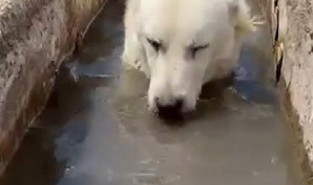 Sıcaktan bunalan köpek yalağa girerek serinledi