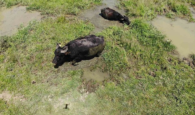 Sıcaktan bunalan mandalar çareyi çamur banyosunda buldu