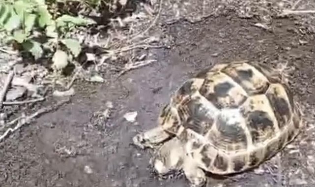 Sıcaktan etkilenen kaplumbağaya hayat kurtaran müdahale