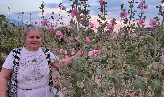 Şifa deposu deve gülünde hasat başladı