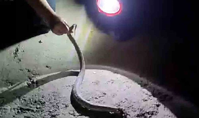 Siirt'te yılan paniği