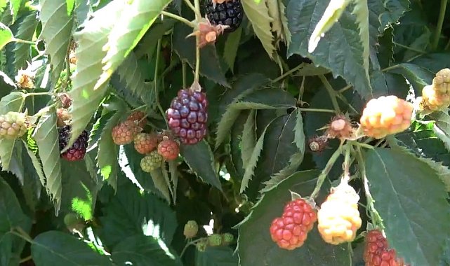 Siirt'ten dünyaya böğürtlen ihracatı