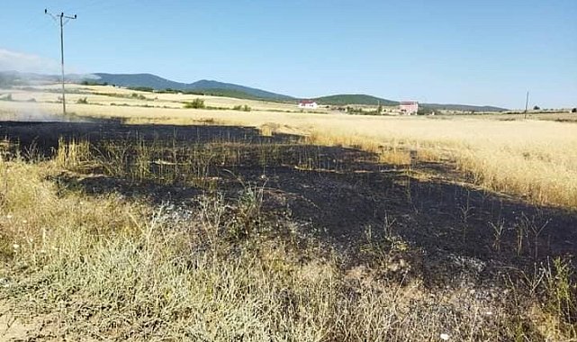 Sinop'ta buğday tarlasında yangın