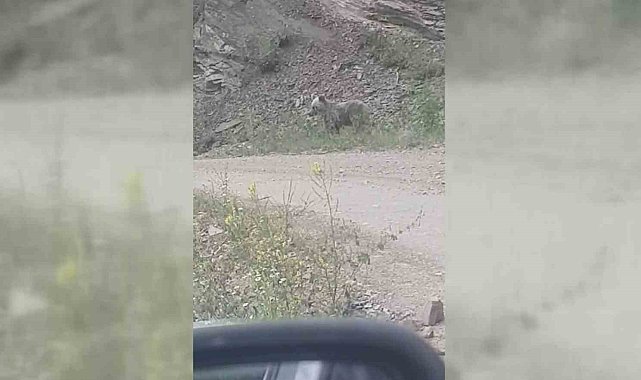 Sinop&#039;ta karnını doyurmaya çalışan ayı görüntülendi