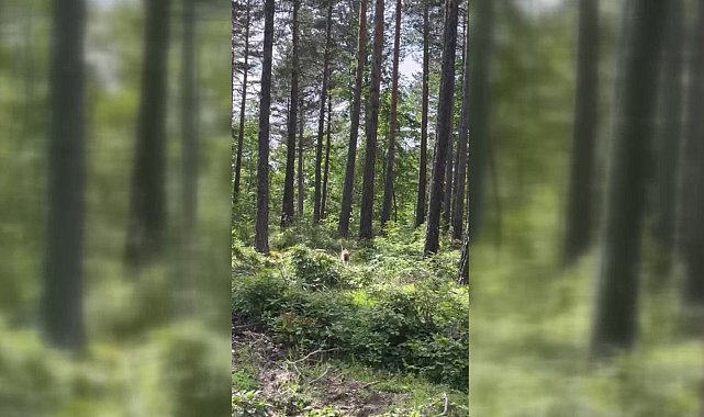 Sinop&#039;ta ormanlık alanda vaşak görüntülendi