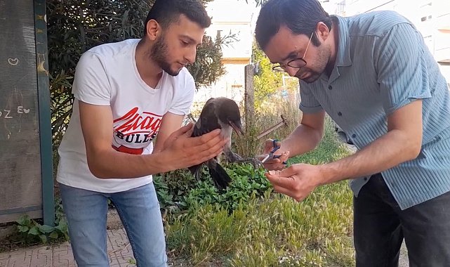 Sinop'ta yavru karganın ayaklarına dolanan saç vatandaşlar tarafından kesildi