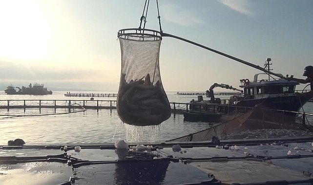 Sinop'tan Türk somonu ihracatı