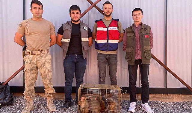 Şırnak&#039;ta 6 &#039;Hint şebeği&#039; yakalandı