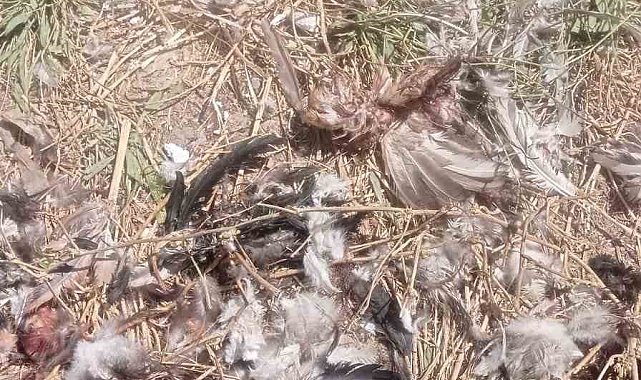 Şırnak'ta sokak köpekleri 40 tavuğu telef etti