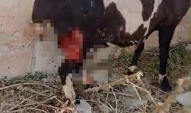 Sivas'ta sokak köpekleri dehşet saçtı