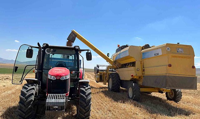 Sivrihisar'da çiftçi dönümden 300 kilogram buğday aldı