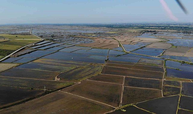 Sofraların vazgeçilmez lezzeti pirinç ekiminde kuraklık endişesi