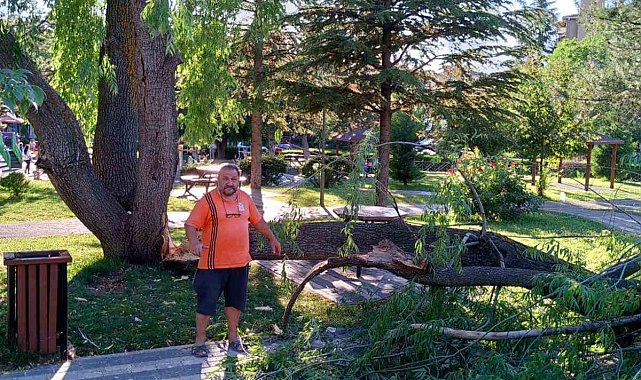 Söğüt ağacının boş alana devrilmesi faciayı önledi