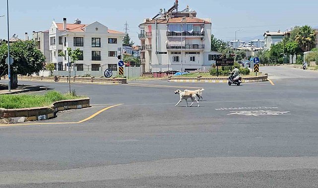 Sokak köpeklerinin saldırdığı yaşlı adam hayata tutundu
