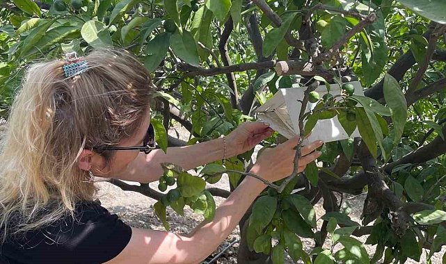 Söke'de Akdeniz Meyve Sineği alarmı