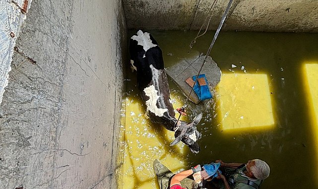 Su kuyusuna düşen inekler itfaiye ekiplerince kurtarıldı