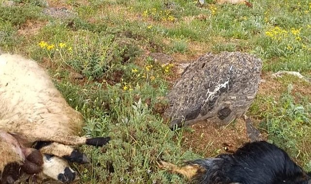 Sürüye yıldırım isabet etti, 23 küçükbaş hayvan telef oldu