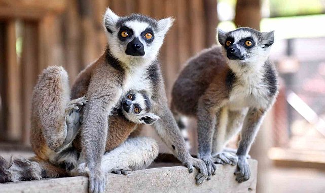 Tarsus Doğa Parkı'nın yeni üyeleri görücüye çıktı