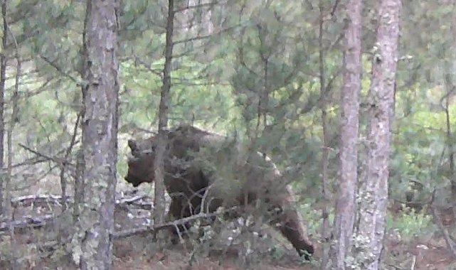 Tavşanlı ormanlarında vaşak ve yaban hayvanları görüntülendi