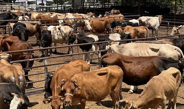 TDV, 126 bin ihtiyaç sahibi aile için kurbanlıkların kesimine başladı