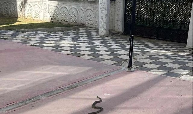 Tekirdağ'da 1 metrelik yılan korkuttu