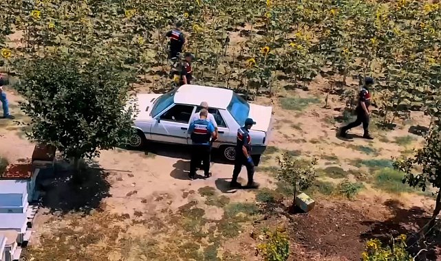 Tekirdağ'da hazine arazisine kenevir eken şahıs yakalandı