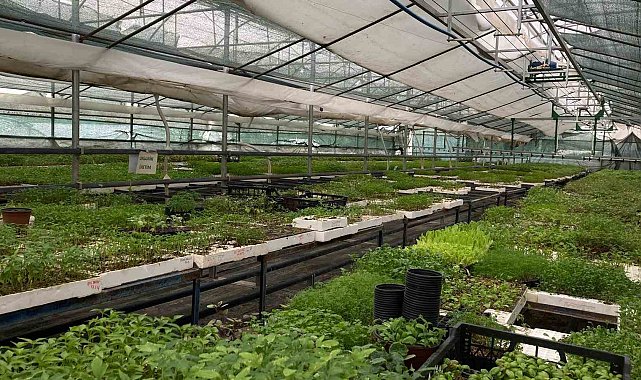 Terasında başladığı tarıma 21 dönümlük arazisinde devam ediyor