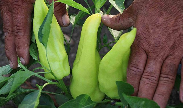 Tescilli Kale Biberinin hasadı başladı
